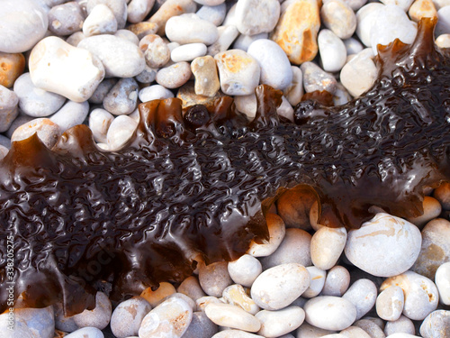 Foto Sea kale, seaweed, saccharina latissima, phaeophyceae, laminariaceae
