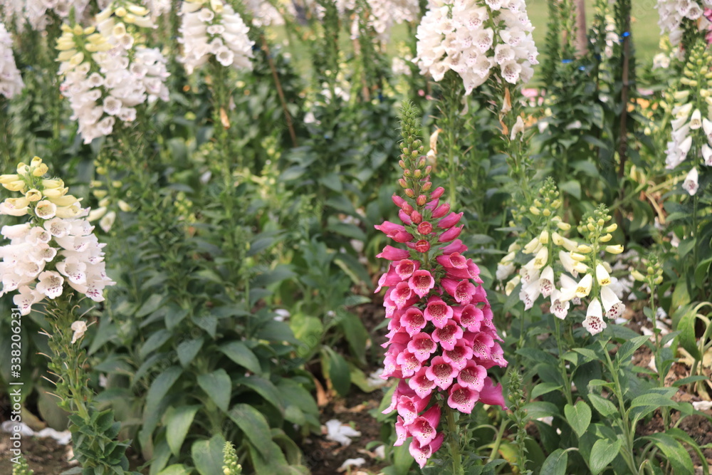 Close up view of lupine flower in a field of flowers Close up view of lupine flower in a field of flowers