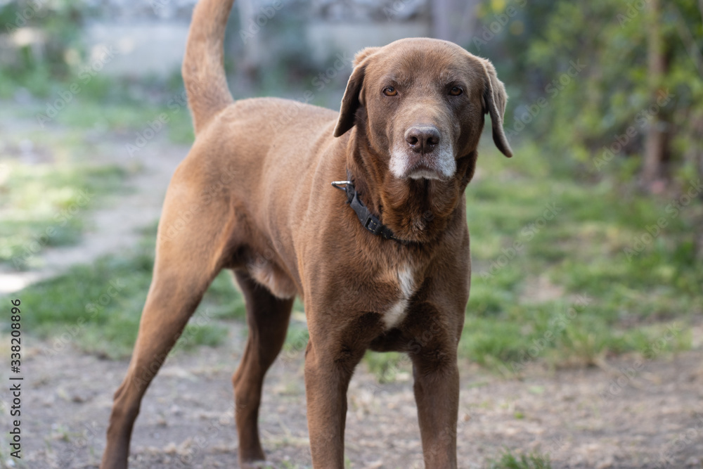 Chocolate Labrador Dog Laying on Grass Outdoors Chocolate Labrador Dog Laying on Grass Outdoors