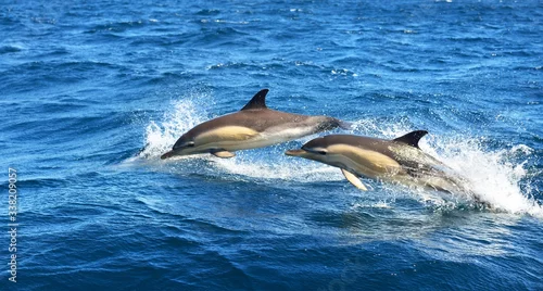 Fototapeta na wymiar Two dolphins jumping in the Mediterranean sea on a clear day, the striped dolphin (Stenella coeruleoalba) close-up. Waves and water splashes. A view from the sailing boat. Spain