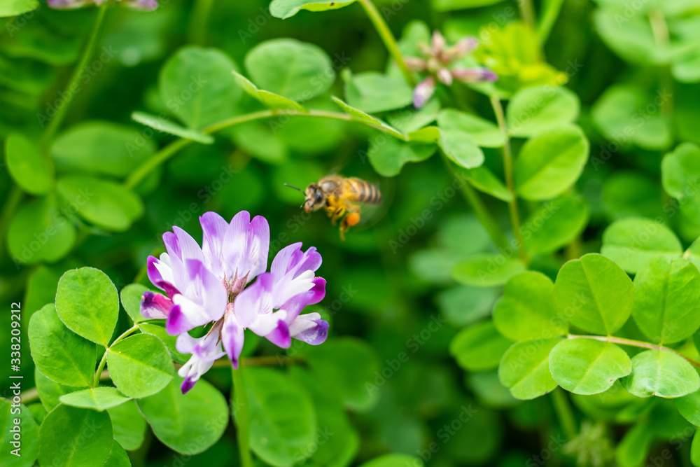 Spring bees are collecting nectar Spring bees are collecting nectar