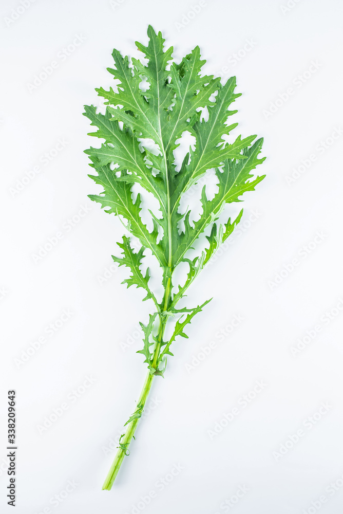 Red Cabbage Leaf in a Green Snow on White Background Red Cabbage Leaf in a Green Snow on White Background