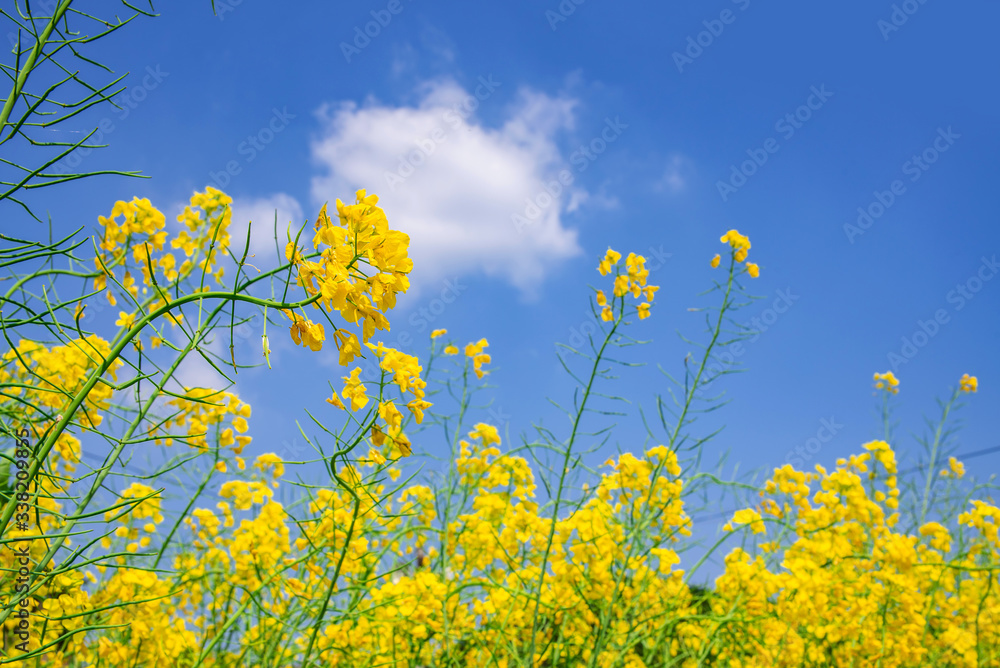 Golden yellow rape flower under blue sky