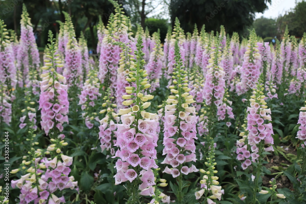 Close up of purple flowers of Lupinus, known as lupine or lupine, in full bloom in a sunny spring garden, beautiful outdoor floral background photographed with soft focus Close up of purple flowers of Lupinus, known as lupine or lupine, in full bloom in a sunny spring garden, beautiful outdoor floral background photographed with soft focus