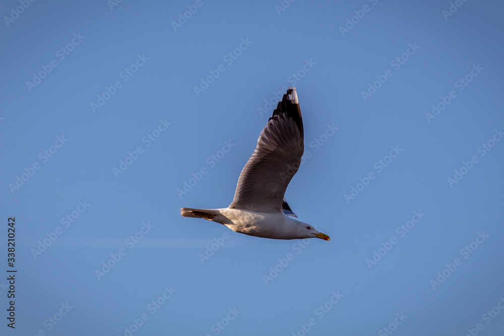 Obraz premium seagull in flight