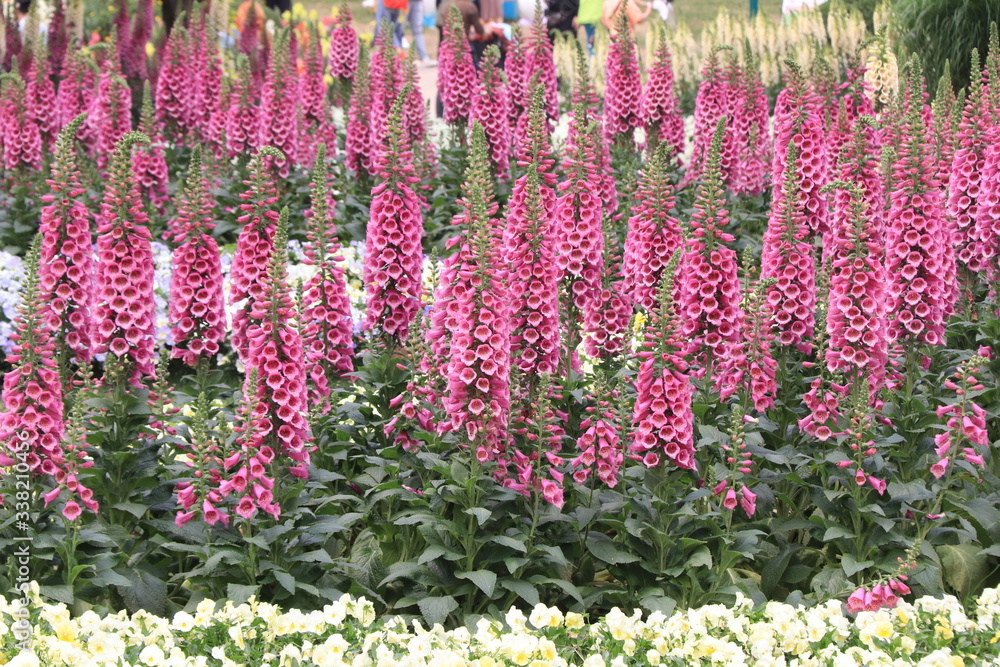 Obraz premium Close up of purple flowers of gorgeous pink Lupinus, known as lupine or lupine, in full bloom in a sunny spring garden, beautiful outdoor floral background photographed with soft focus