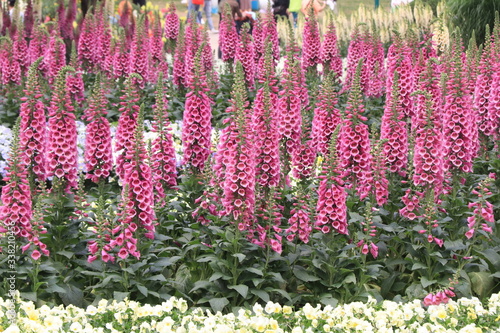 Close up of purple flowers of gorgeous pink Lupinus, known as lupine or lupine, in full bloom in a sunny spring garden, beautiful outdoor floral background photographed with soft focus