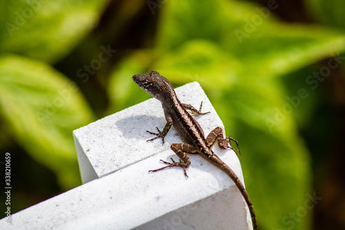 Brown anole lizard photo