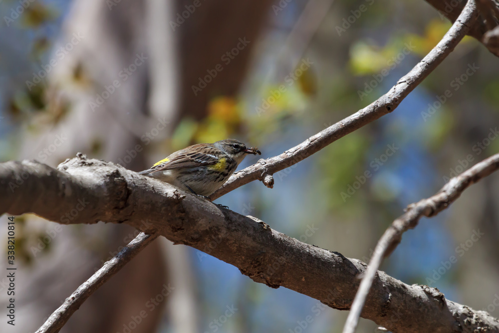 Yellow-rumped eating a small insect. Yellow-rumped eating a small insect.