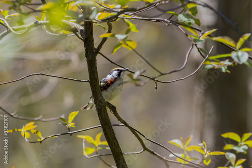 Chestnut-sided Warbler perched in a small tree.  photo