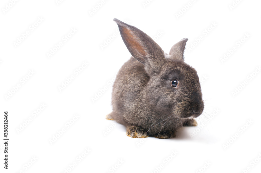 photo gray rabbit on a white background photo gray rabbit on a white background