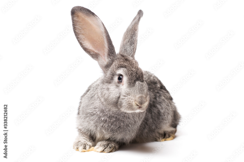 photo gray rabbit on a white background