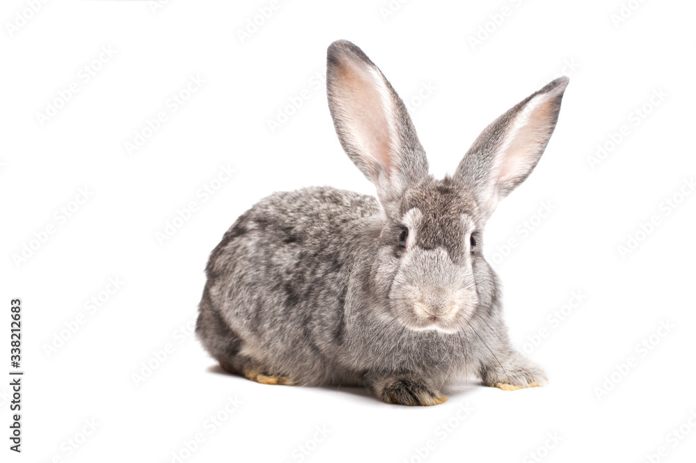 photo gray rabbit on a white background photo gray rabbit on a white background