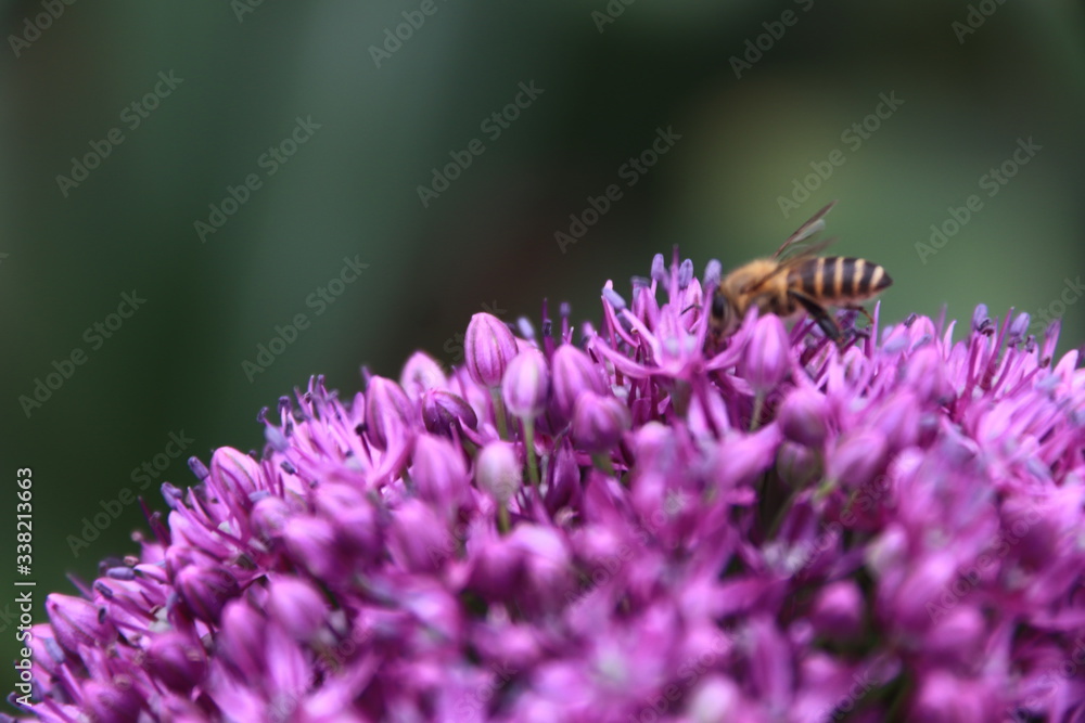 Close-up view of a bee on beautiful Purple Allium flower Close-up view of a bee on beautiful Purple Allium flower