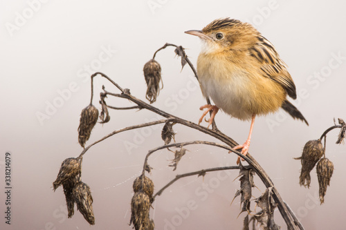 A zitting cisticola (Cisticola juncidis) in a wetland