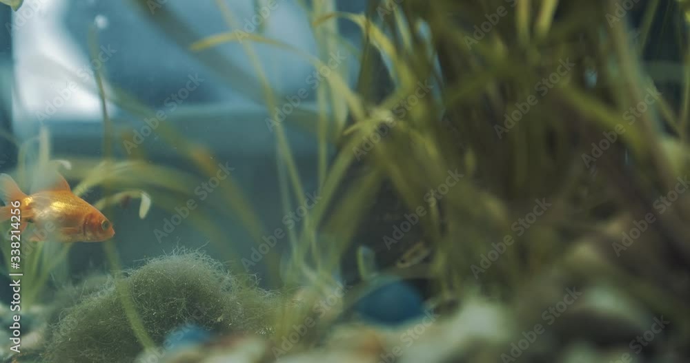 Golden fish in the aquarium Golden fish in the aquarium
