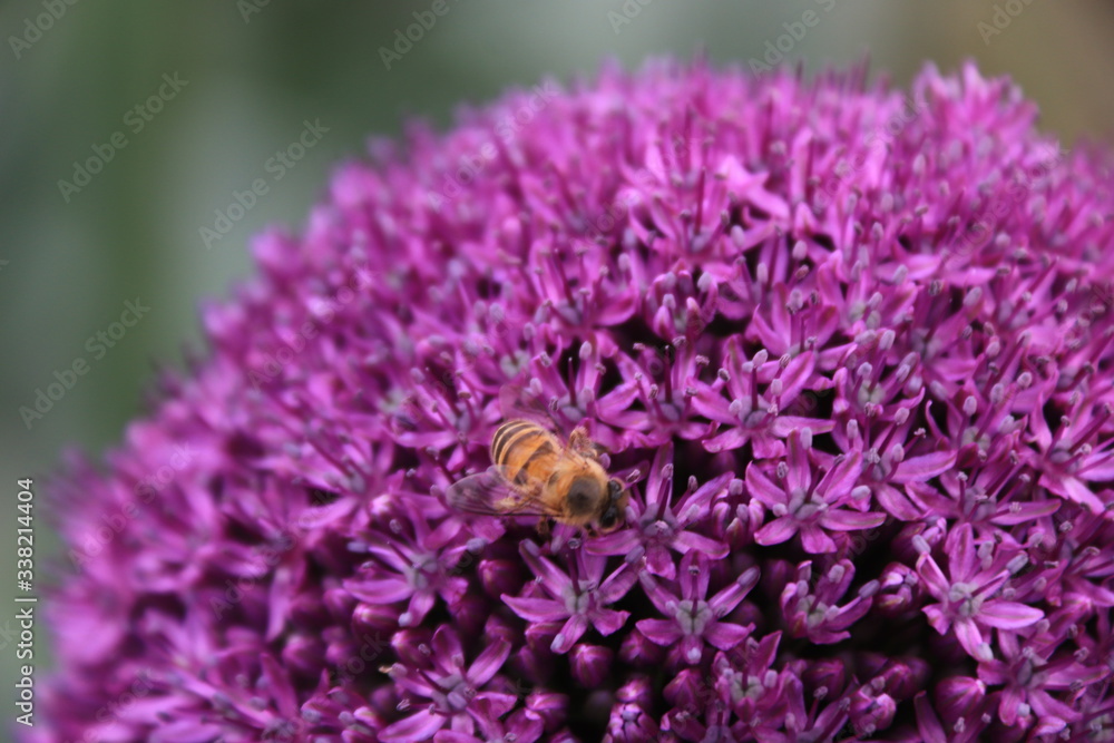 Close-up view of a bee on beautiful Purple Allium flower Close-up view of a bee on beautiful Purple Allium flower