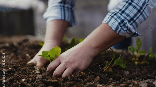 Close up of hands female gardener farmer planting salad spinach seedling on a home garden with raised garden bed