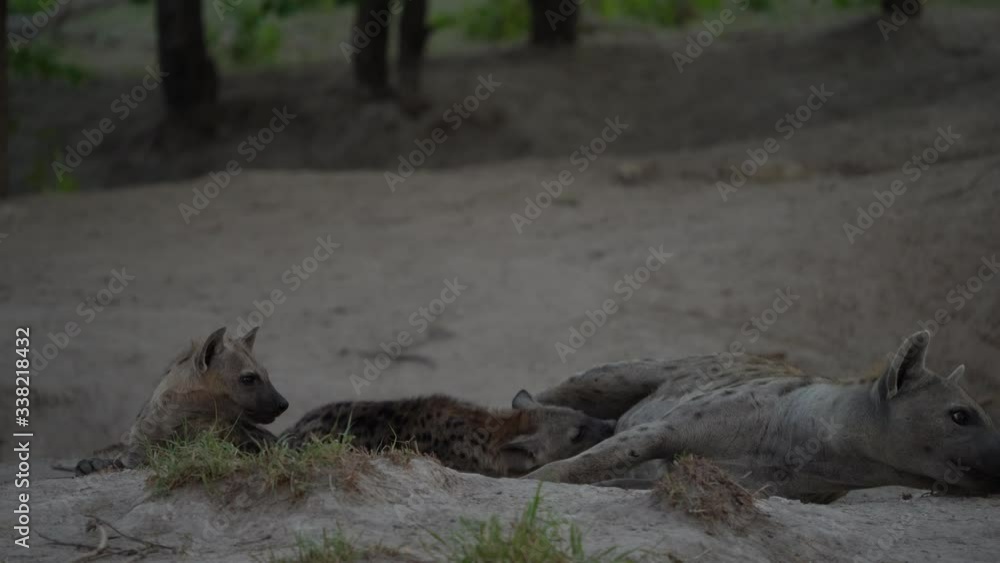 Hyena pack near the nesting hole, with young babes. Young hyena pup, mother care. Hyena family, detail portrait. Spotted hyena babe, Crocuta crocuta, angry animal near the water hole, evening sunset . Hyena pack near the nesting hole, with young babes. Young hyena pup, mother care. Hyena family, detail portrait. Spotted hyena babe, Crocuta crocuta, angry animal near the water hole, evening sunset .