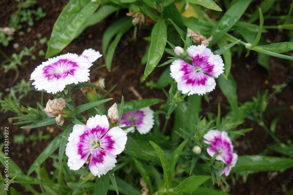 雨に濡れた白と紫の撫子の花 雨に濡れた白と紫の撫子の花