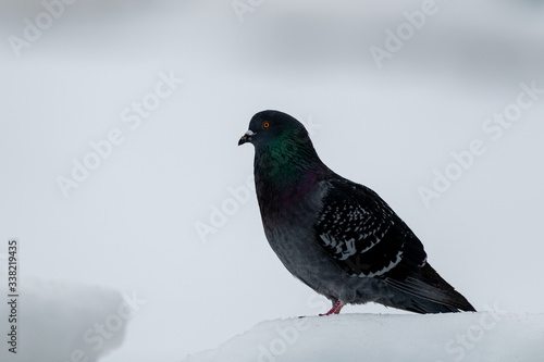 A pigeon stands on a snowbank.  The background is white. The small bird has colorful purple  green and blue feathers.  Its eyes are red and it has a white spot on its beak.