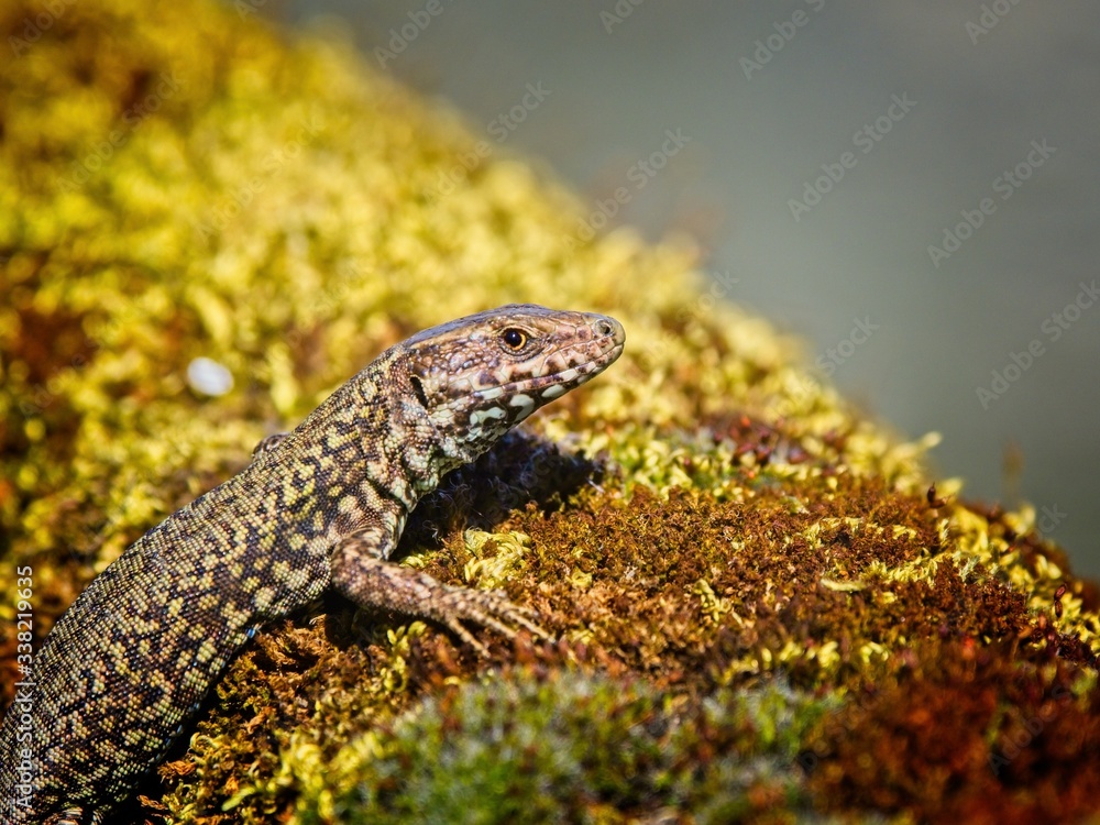Naklejka premium European wall lizard