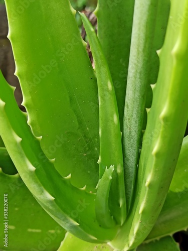Fototapeta Naklejka Na Ścianę i Meble -  aloe vera plant