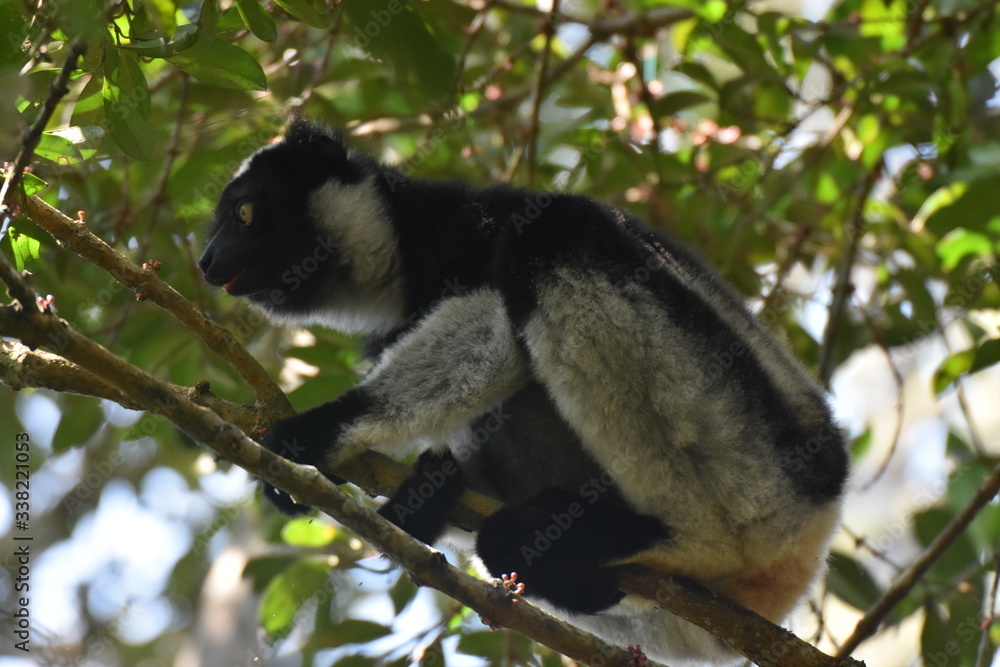 Obraz premium Indri lemur in Andasibe National Park, Madagascar