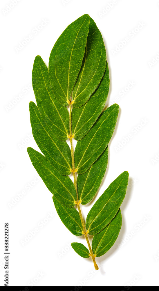 dry leaves on a white background dry leaves on a white background