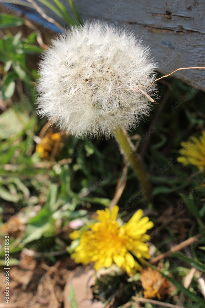 たんぽぽ　わたげ2