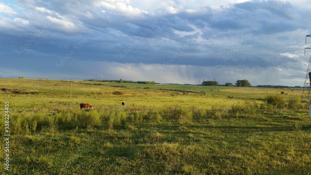 Storm in a Uruguayan field. You can also see some cows and a power line. Storm in a Uruguayan field. You can also see some cows and a power line.