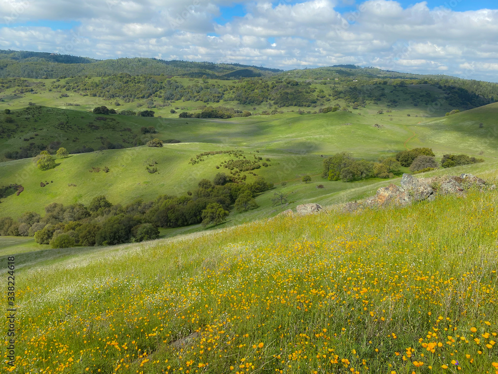 Hillside of California Poppies at Cronin Ranch Park in Coloma California
