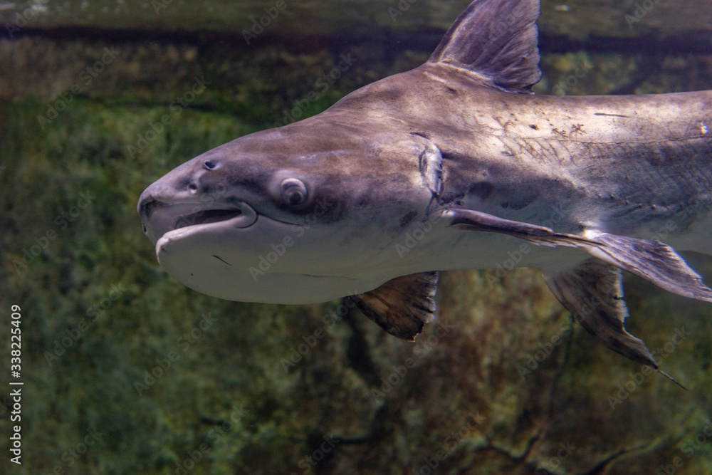 Blacktip sharks (Carcharhinus limbatus) swimming in aquarium. Fish under water. Blacktip sharks (Carcharhinus limbatus) swimming in aquarium. Fish under water.