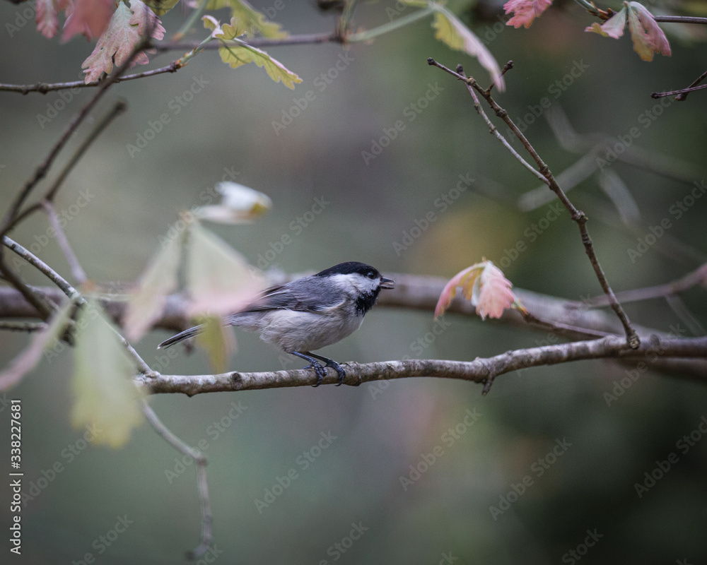 birds birds