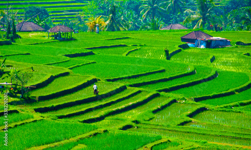 Jatiluwih Rice Terraces - Bali - Indonesia
