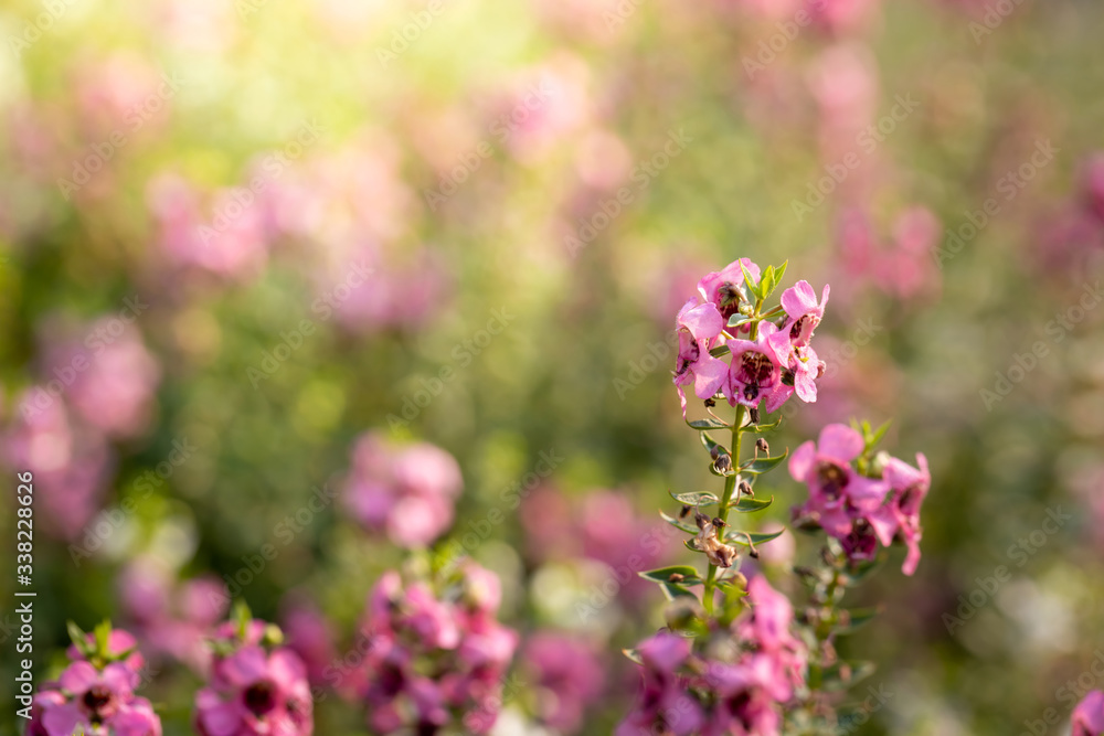 The background image of the colorful flowers The background image of the colorful flowers