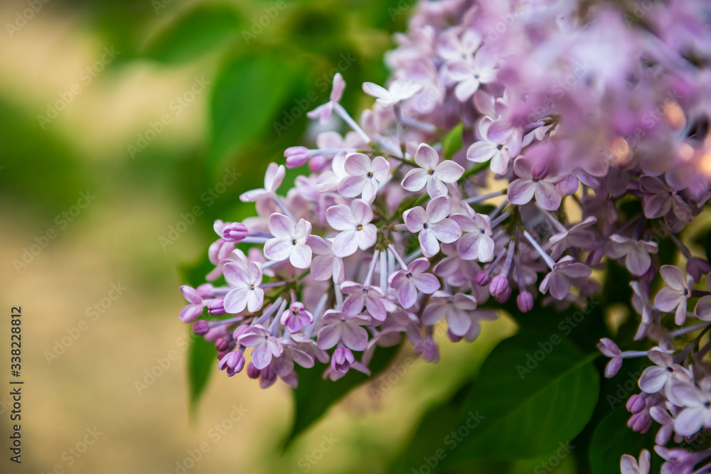 Lilac flowers. Close-up, nature beauty Lilac flowers. Close-up, nature beauty
