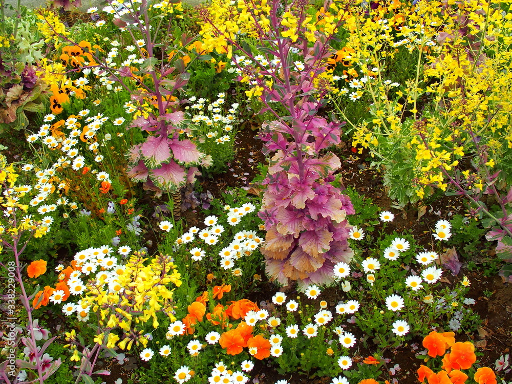 あまり手入れされていない花壇に咲く葉牡丹とスノーポール Stock 写真 Adobe Stock あまり手入れされていない花壇に咲く葉牡丹とスノーポール Stock 写真 Adobe Stock