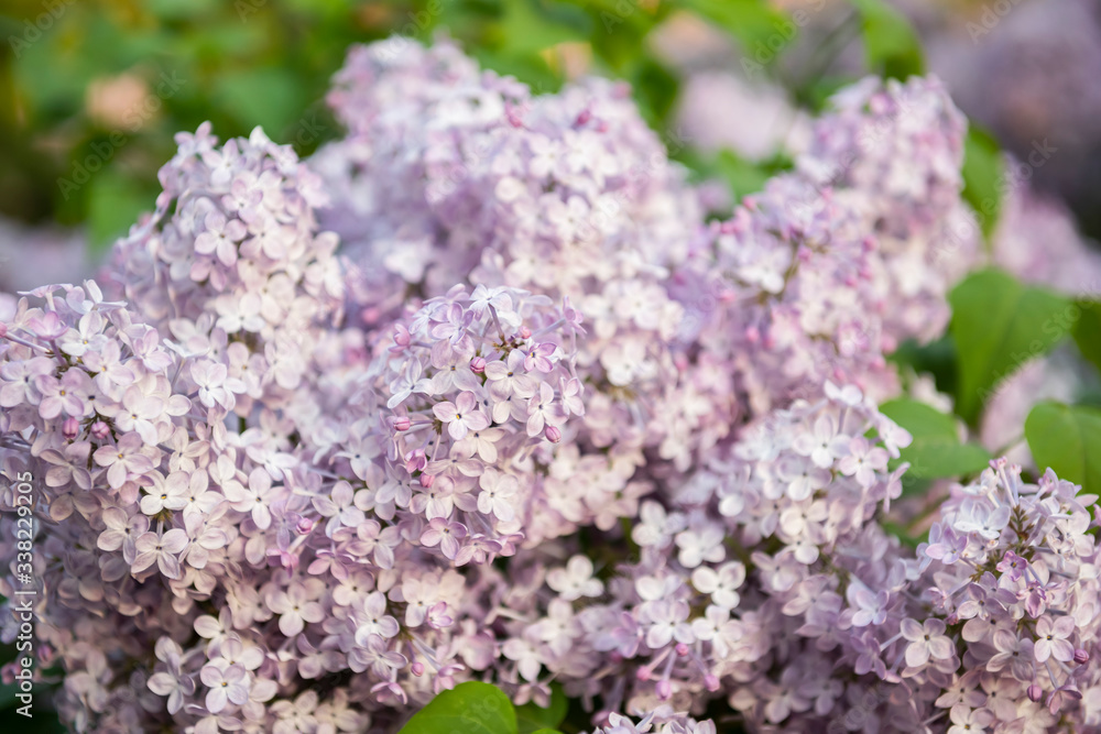 Lilac flowers. Close-up, nature beauty background Lilac flowers. Close-up, nature beauty background