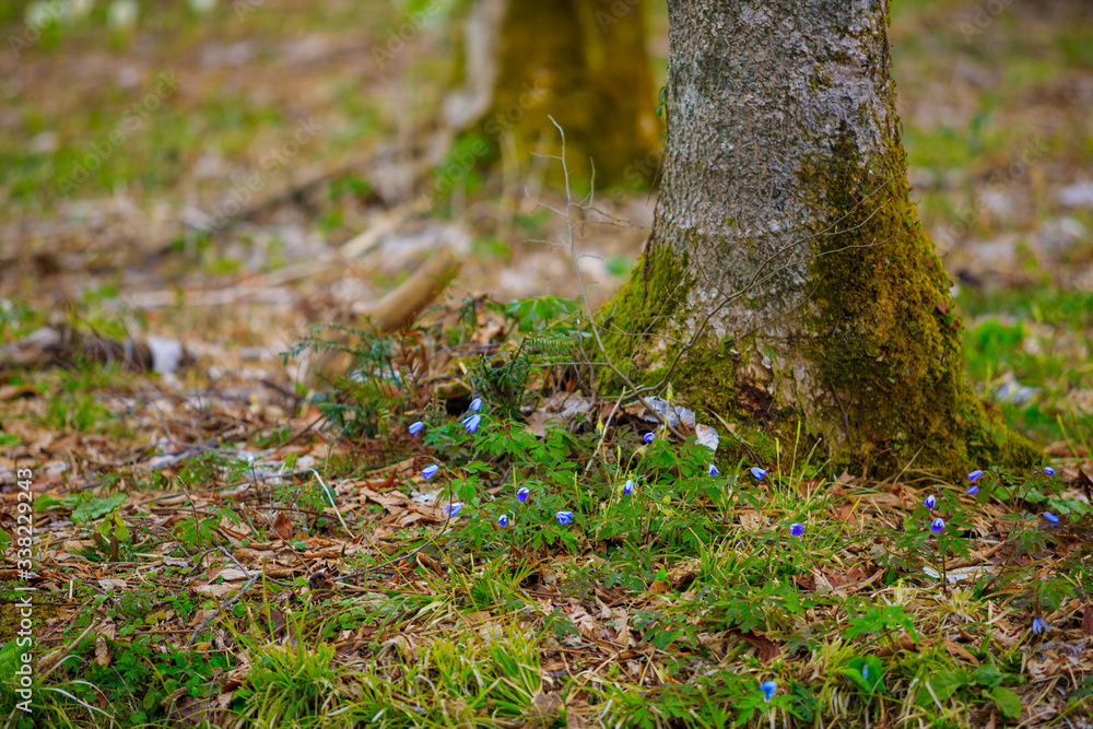 Fototapeta premium 春の草原 森林 ハイキング イメージ