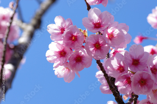 ピンク色に染まる満開の桜