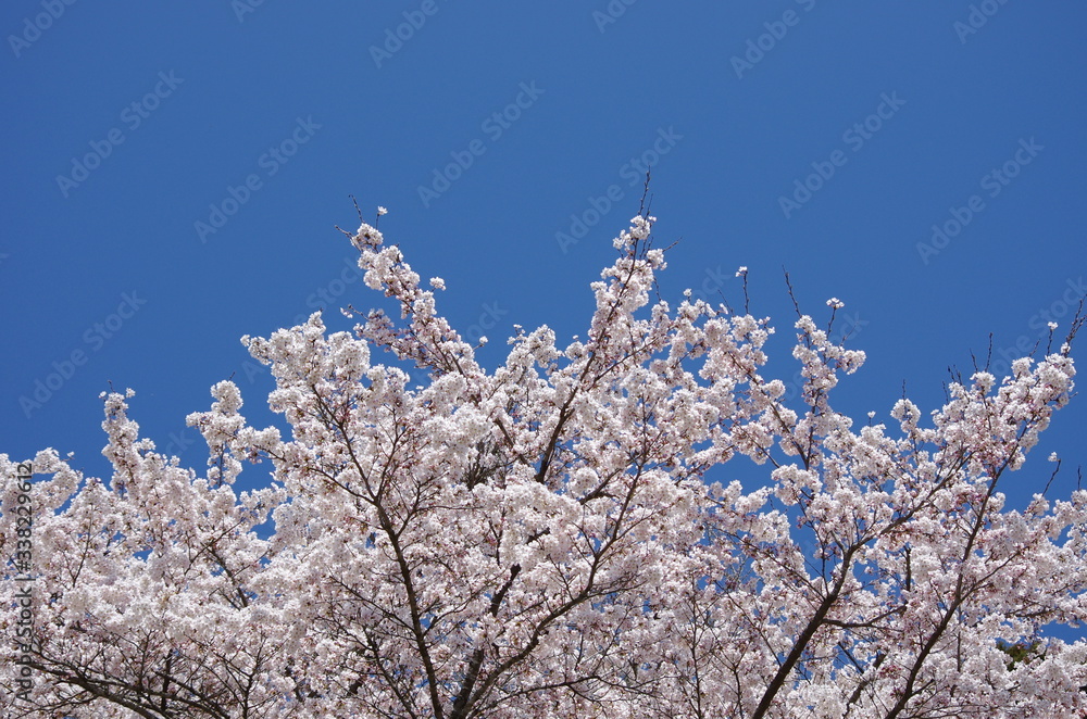 雲一つない青空と満開を迎えた桜
