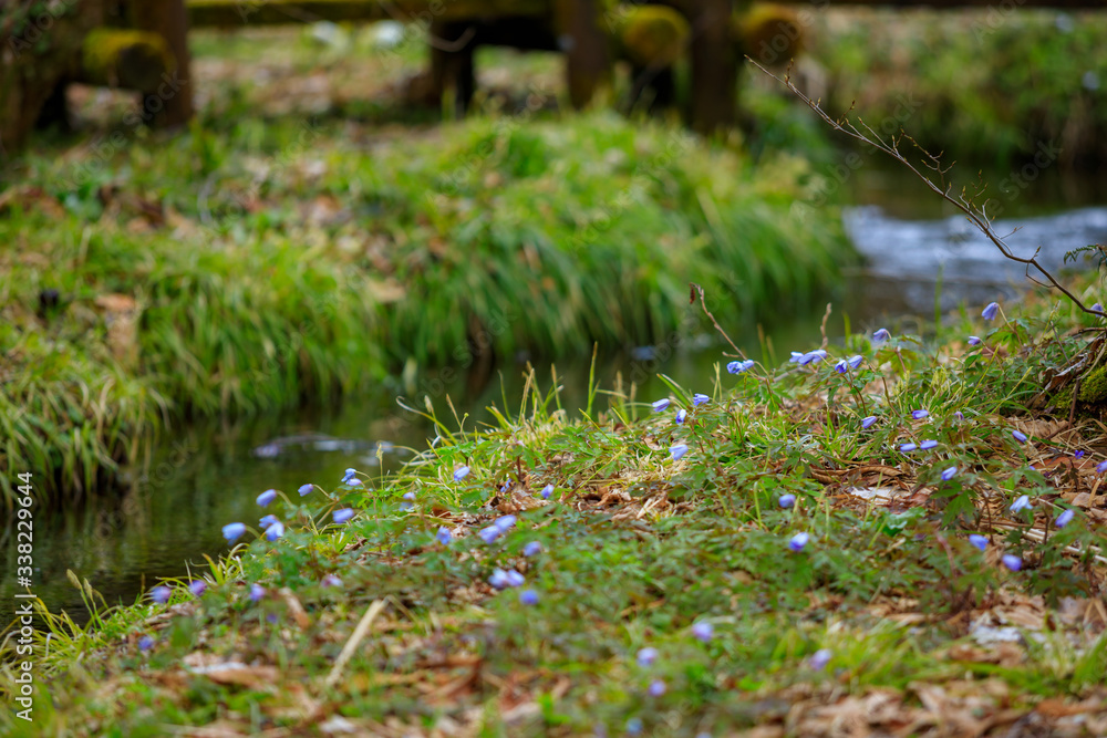 水辺の花 春の草原 自然風景 水辺の花 春の草原 自然風景
