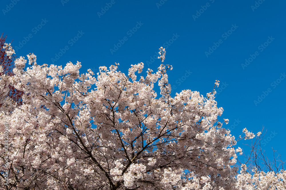 beautiful pink cherry flowers blooming under the clear blue sky in the park beautiful pink cherry flowers blooming under the clear blue sky in the park