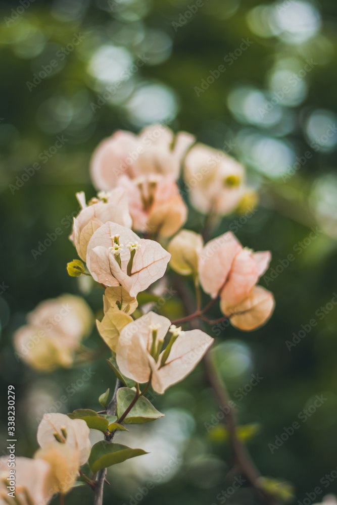 Obraz premium white flowers background