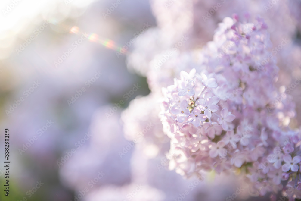 Lilac flowers. Close-up, nature beauty Lilac flowers. Close-up, nature beauty
