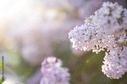 Lilac flowers. Close-up, nature beauty © ddukang