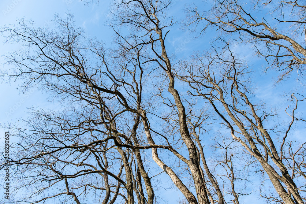 dense thin branched on the leafless trees in the park under the blue sky like silhouette of lighting tracks dense thin branched on the leafless trees in the park under the blue sky like silhouette of lighting tracks