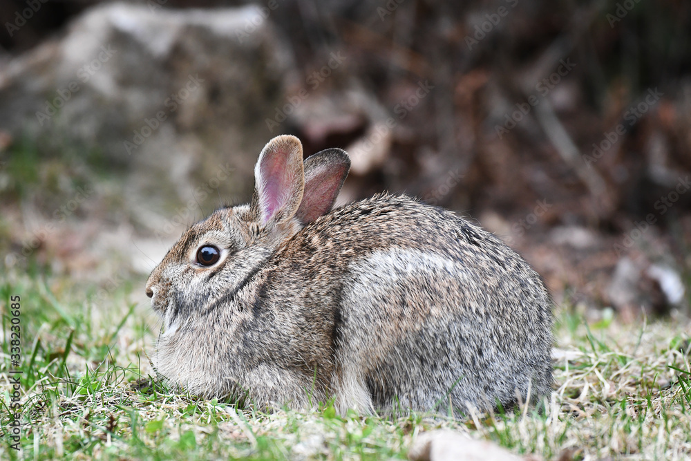 Fototapeta premium Closeup of a little rabbit resting on the grass