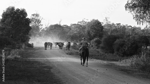 Stampa su tela Cattle Droving In Early Morning Light